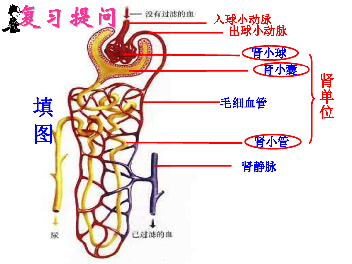 冀少版七年级下册生物32排泄课件共29张ppt