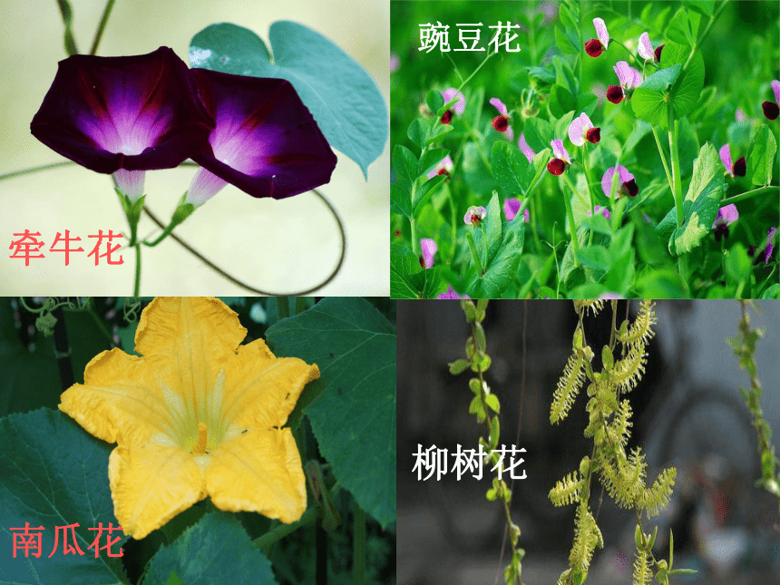 《各种各样的花》课件1