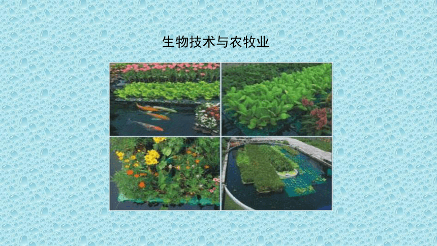 9.24.2 关注生物技术 课件