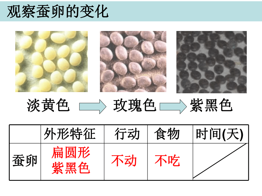 2.5蚕的生命周期 课件