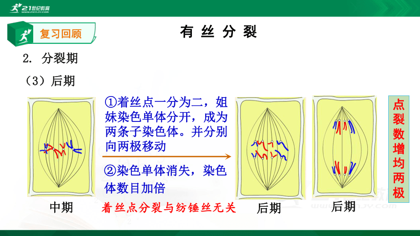 2.1 复习有丝分裂(共15张PPT）(人教版）