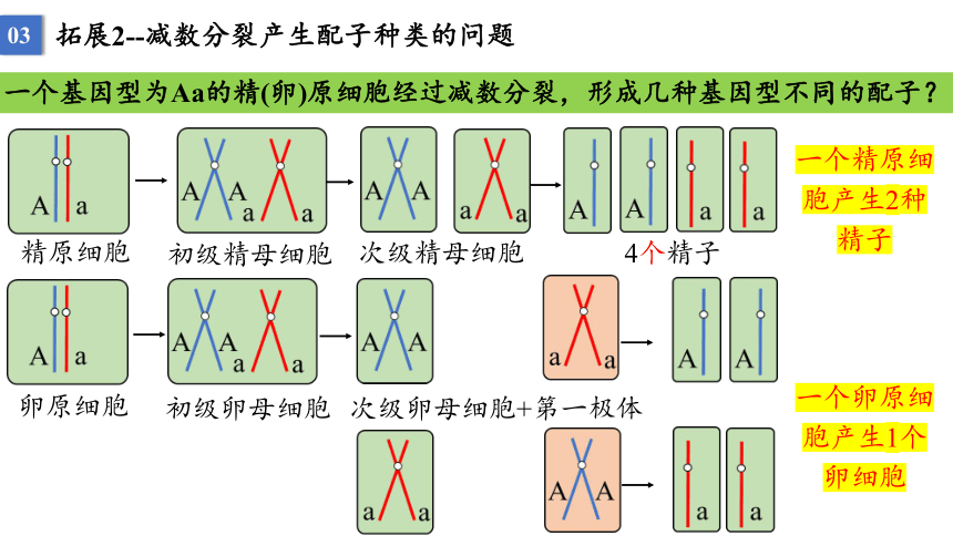 丙细胞中,性染色体只有一条x染色体或y染色体b.