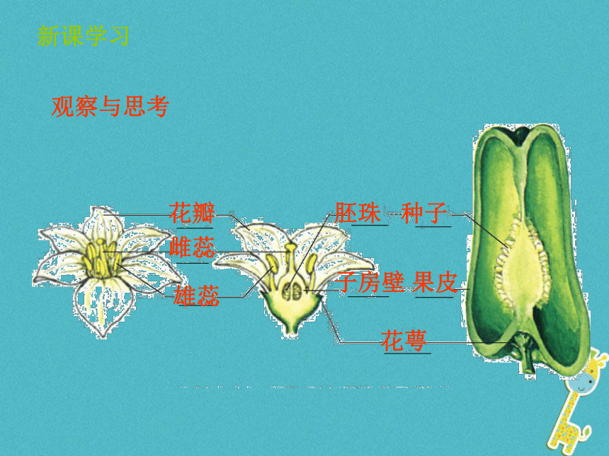 413果實和種子的形成課件25張ppt