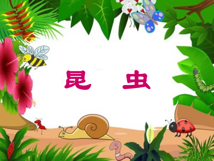 3.4昆虫  课件（9张PPT）