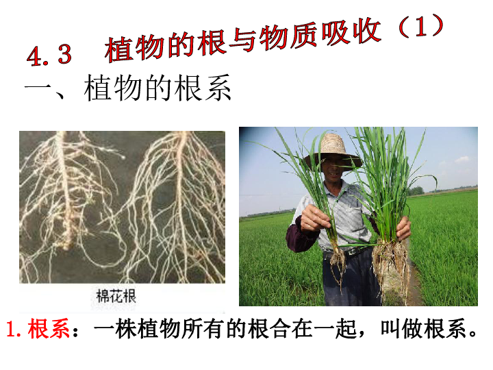 4.3 植物的根与物质吸收（2课时）  (课件 54张ppt)