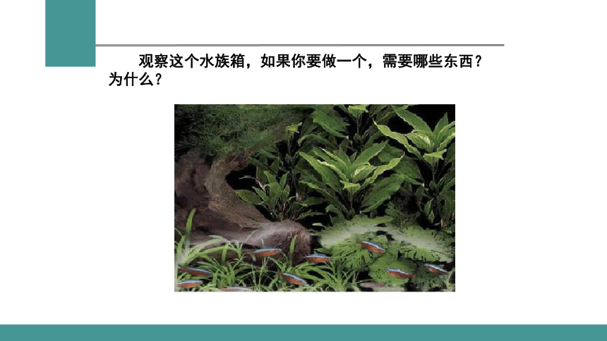 1.2.2生物与环境组成生态系统课件(共29张PPT) 2021-2022学年人教版生物七年级上册