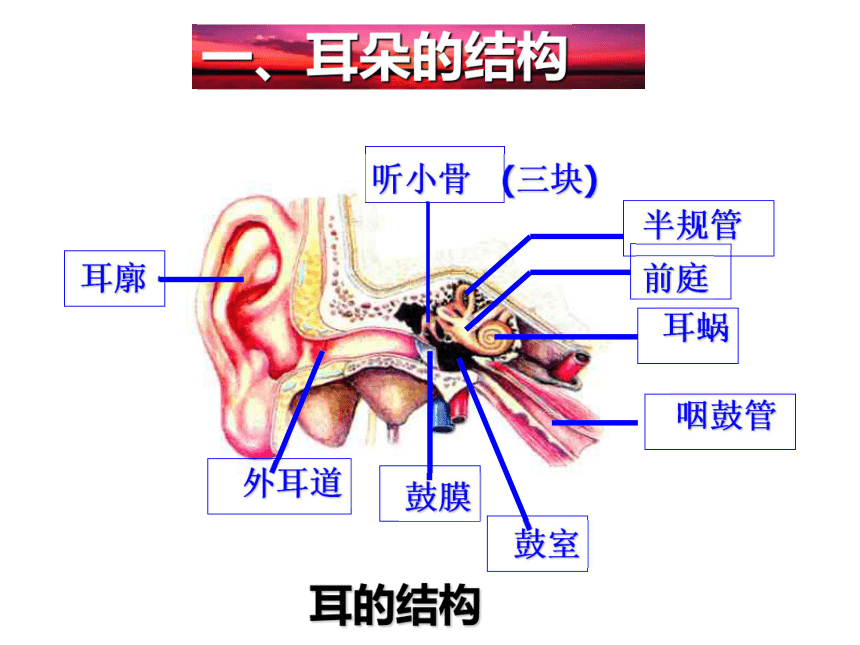 第11章 感知与协调  听觉  耳的主要结构及其功能