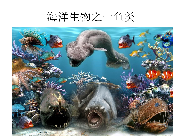 8做做海洋生物 课件（28张幻灯片）