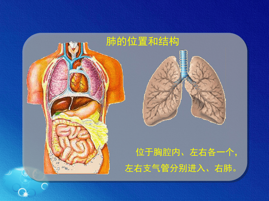 人教版七年级生物下册课件第三章第二节《发生在肺内的气体交换》课件(共22张PPT)