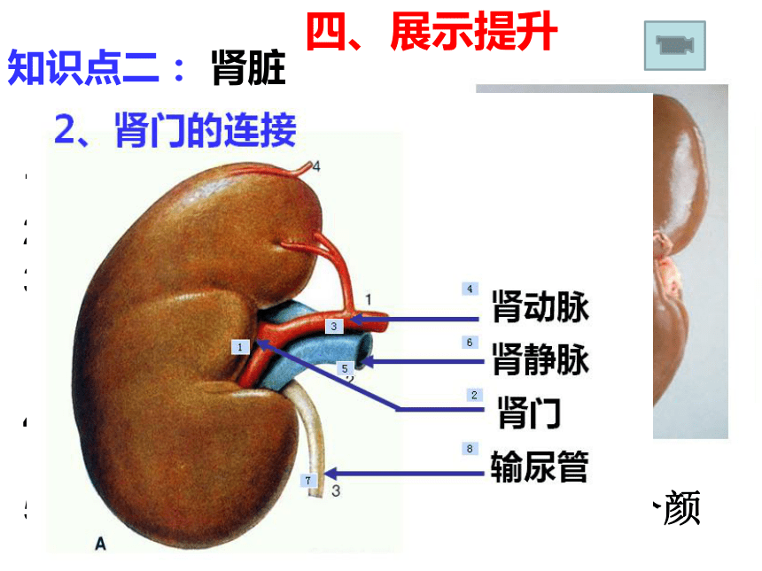 第2节 尿的形成与排出 课件（25张PPT）