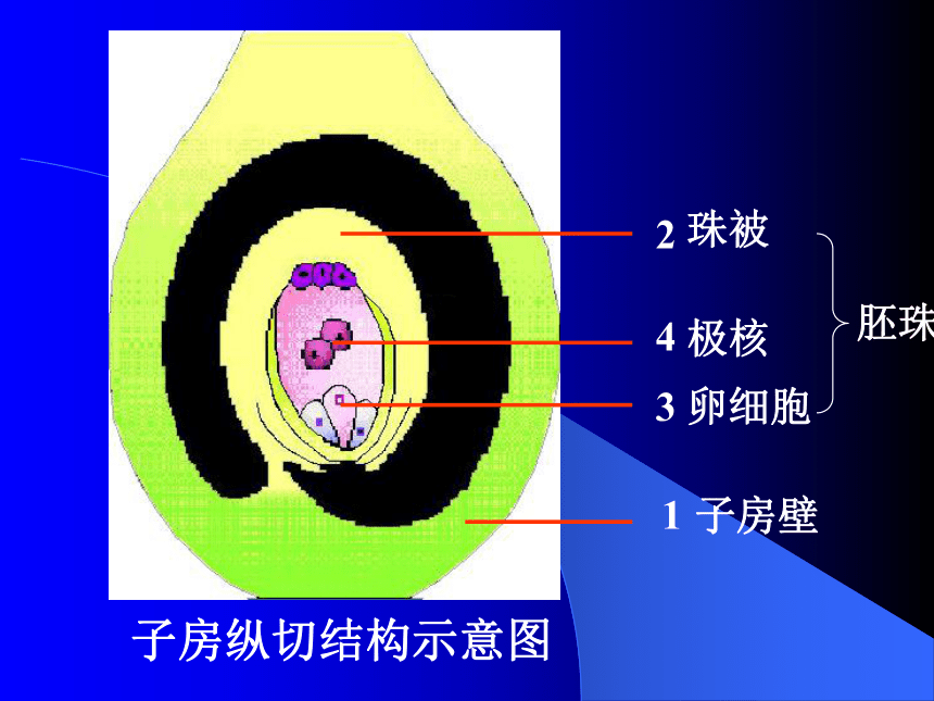 倒生胚珠的结构图图片