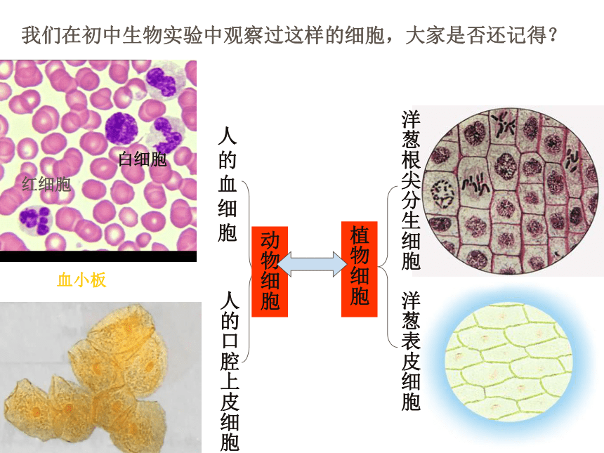 细胞膜的结构和功能