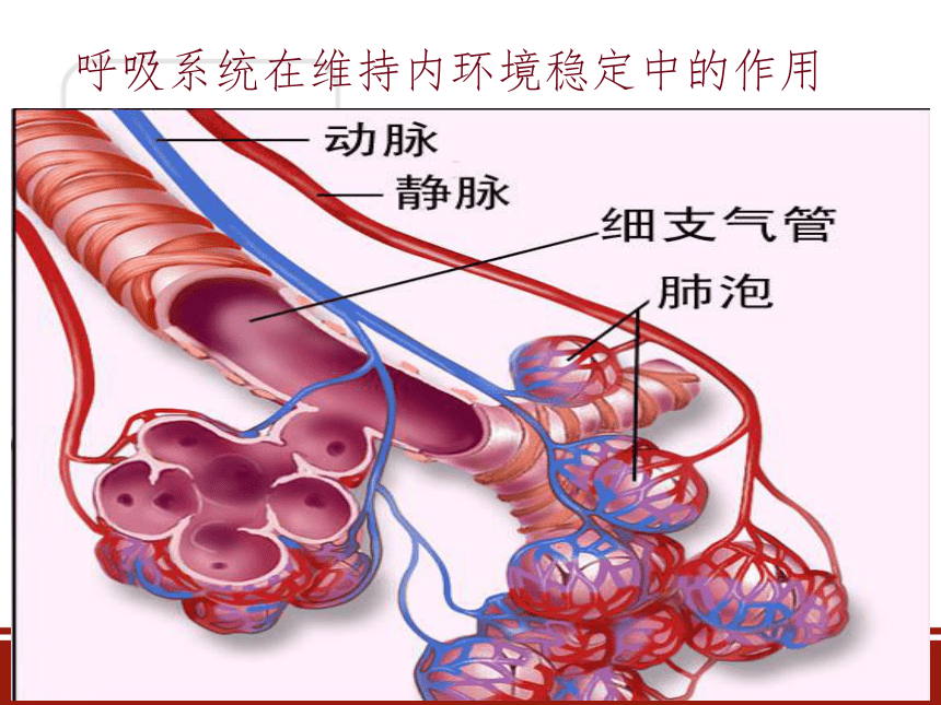 人体是如何维持内环境的稳定