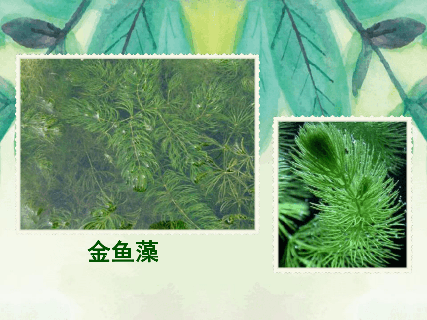 1.4 水生植物 课件