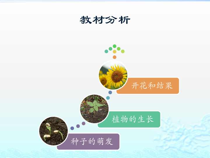 第三节 开花和结果 说课课件（28张PPT）