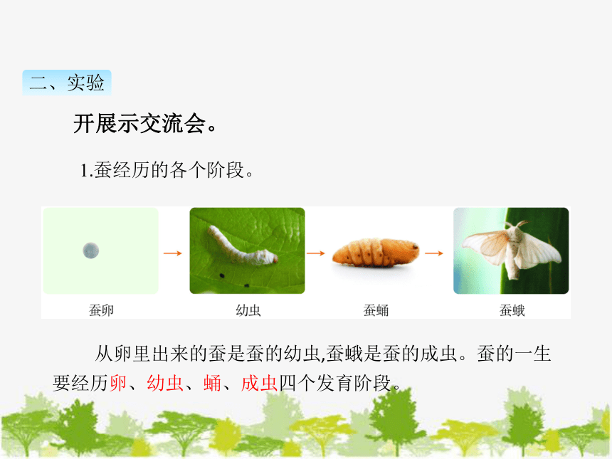 教科版2017秋三年级下册科学26蚕的一生课件11ppt