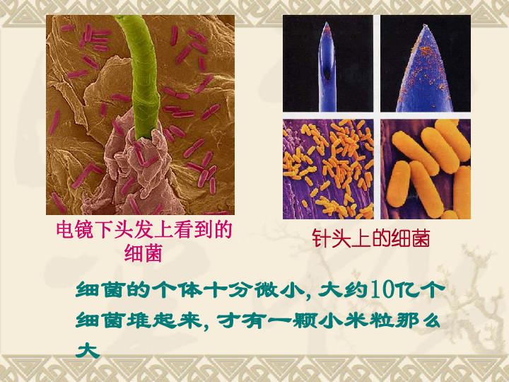 苏科版七下生物　13.2 土壤里的微生物 课件（51张PPT）