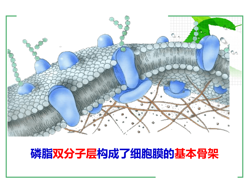 浙科版必修1第二章第二节细胞膜与细胞壁（共14张PPT）