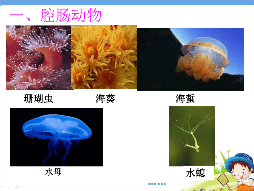 1.1 腔肠动物和扁形动物 课件(共20张ppt)