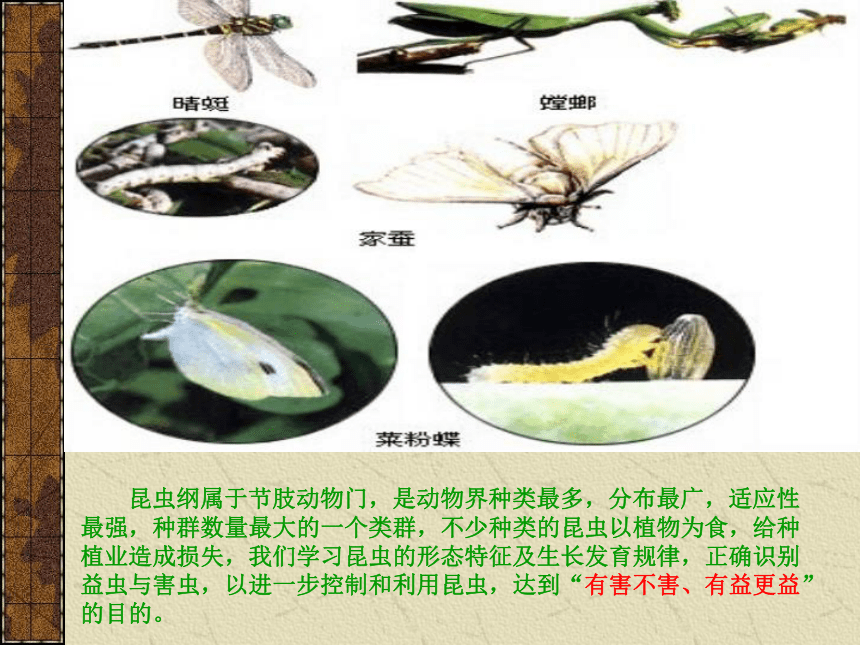 蝗虫的结构和功能(浙江省温州市瓯海区)