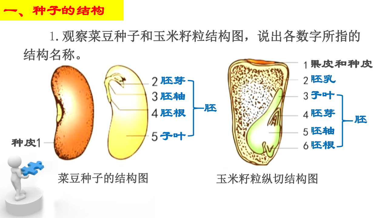 玉米粒的结构示意图图片