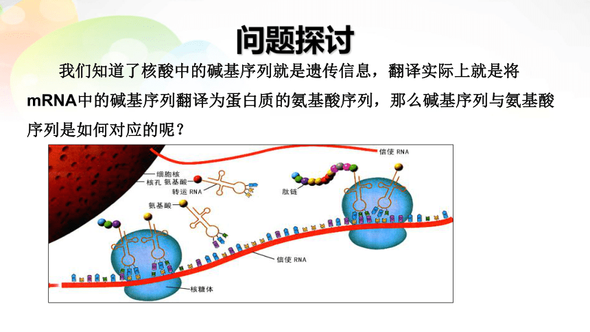 4.3 遗传密码的破译（选学）（共21张PPT）