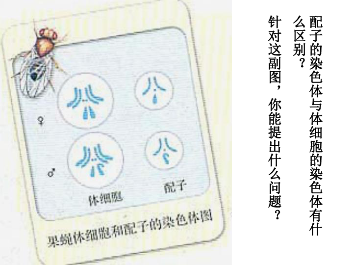 生物高中必修2第二章第一节减数分裂和受精作用课件 共38张