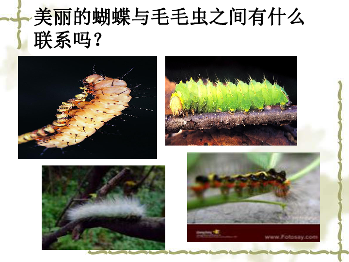 人教版八下生物 7.1.2昆虫的生殖和发育 课件（共31张PPT）