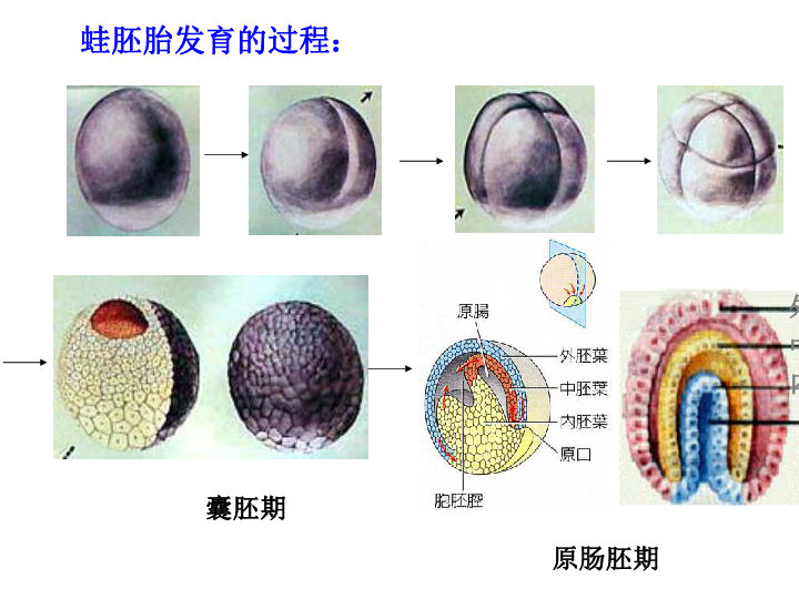 囊胚原肠胚结构图图片