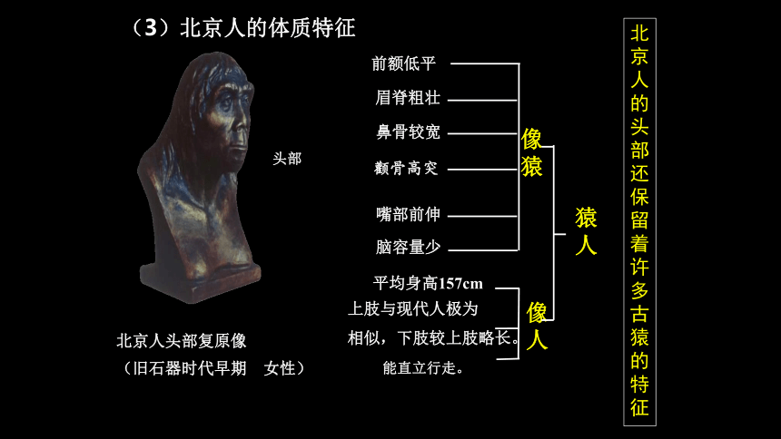 第1课 中国境内早期人类的代表—北京人   课件（26张PPT）