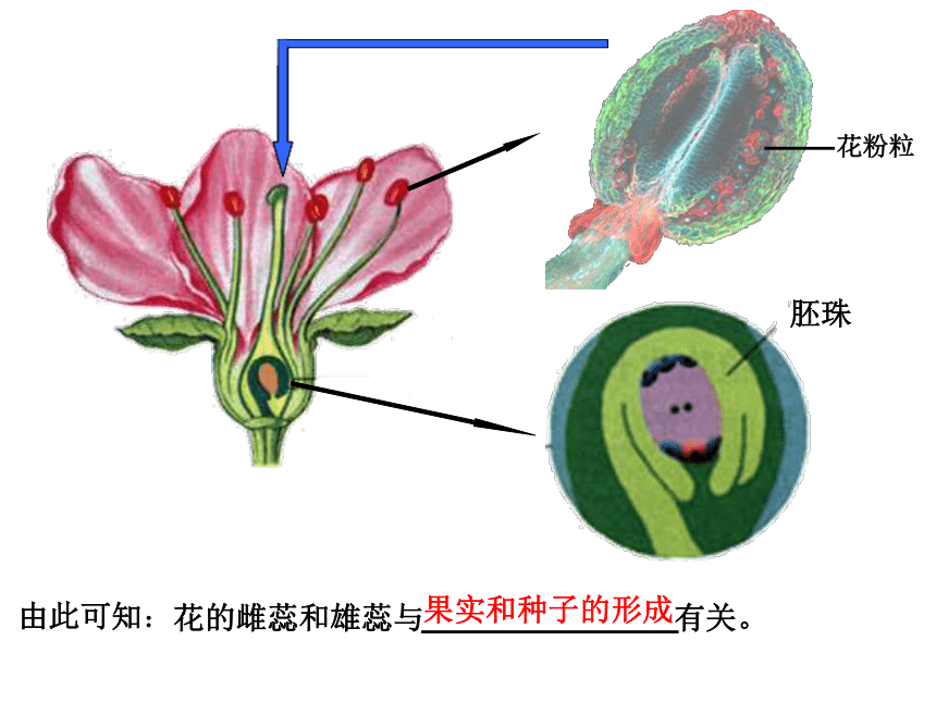 刺桐的雄蕊类型图片