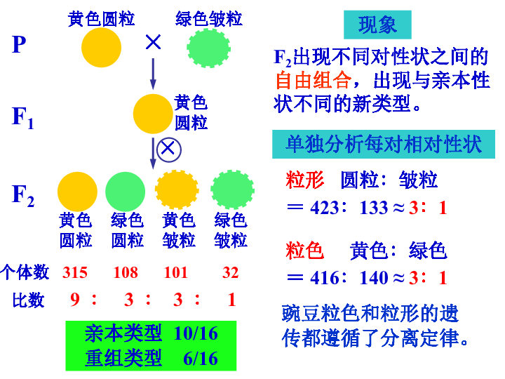 自由組合定律 孟德爾在分析得出豌豆一對相對性狀的遺傳規律後