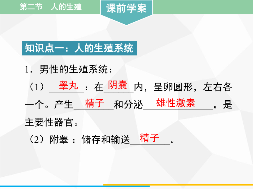 人教版版七年級下冊生物第一章第二節人的生殖課件41張ppt