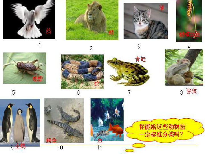 4种类繁多的动物 课件（15张PPT）