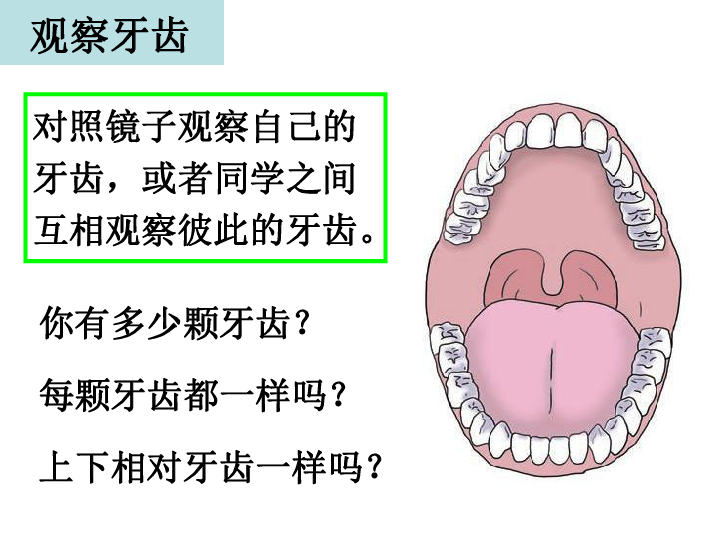 4.6食物在口腔里的变化 课件（16张PPT）