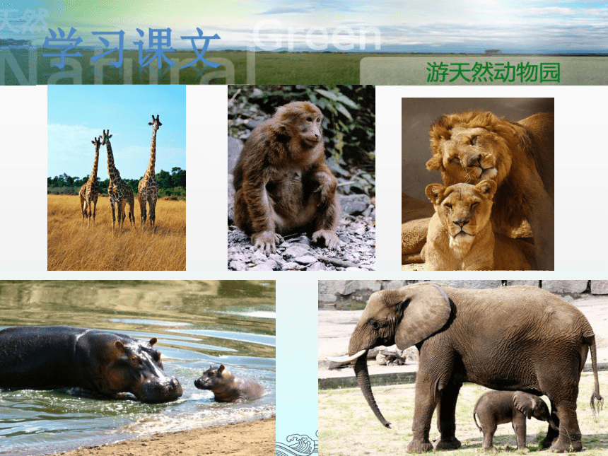 游天然动物园  课件(共25张PPT)