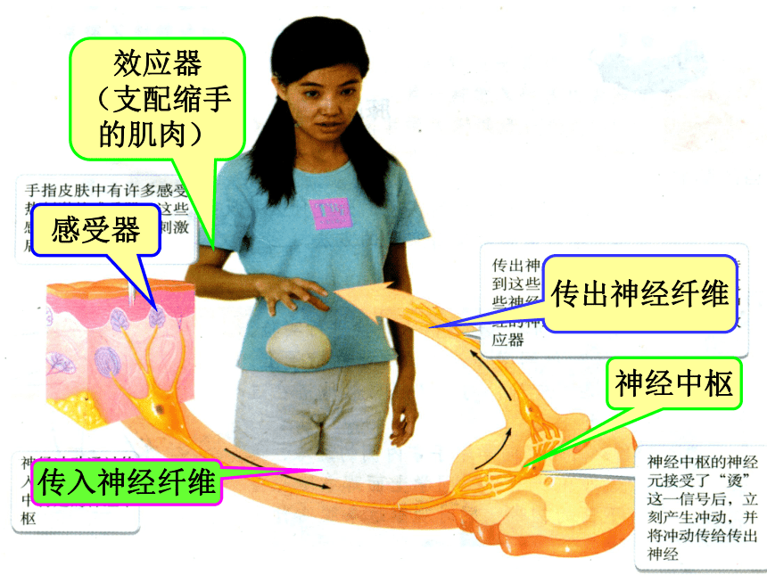 第三单元 第三节 神经调节的基本方式课件（13张ppt）