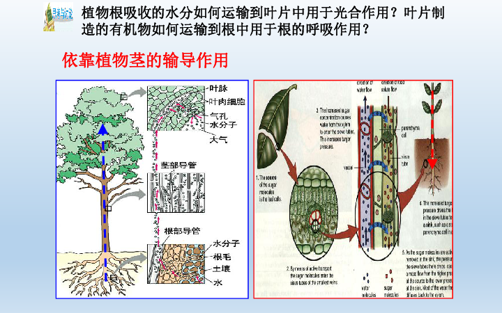 植物体内运输图片