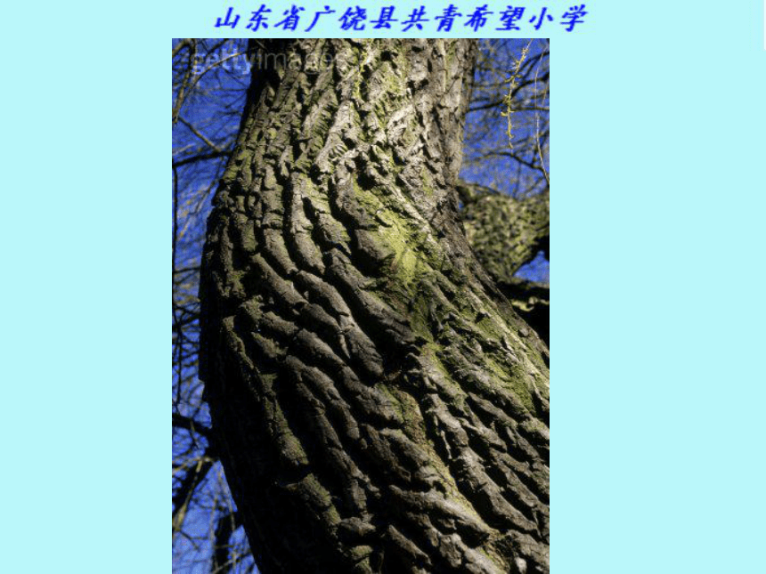 青岛版小学科学四年级上册 植物的茎