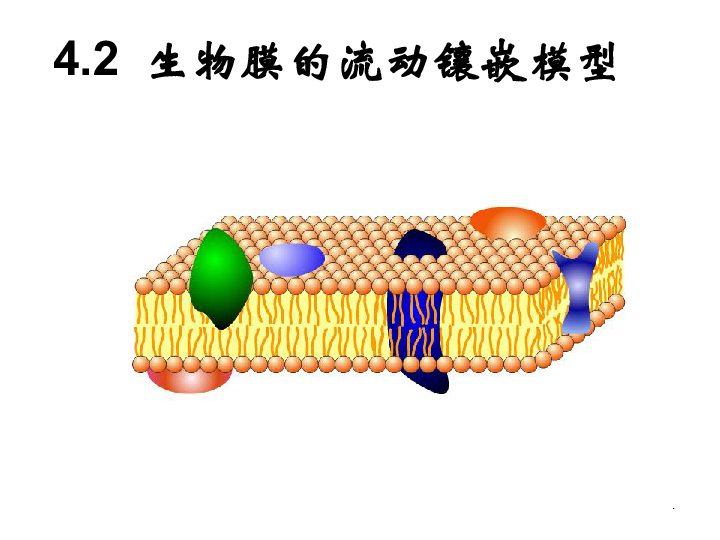 人教版高一生物必修一4．2 生物膜的流动镶嵌模型（共19张PPT）