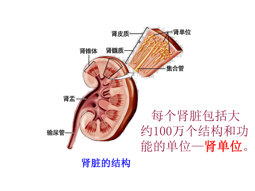 5 人体内废物的排出 课件