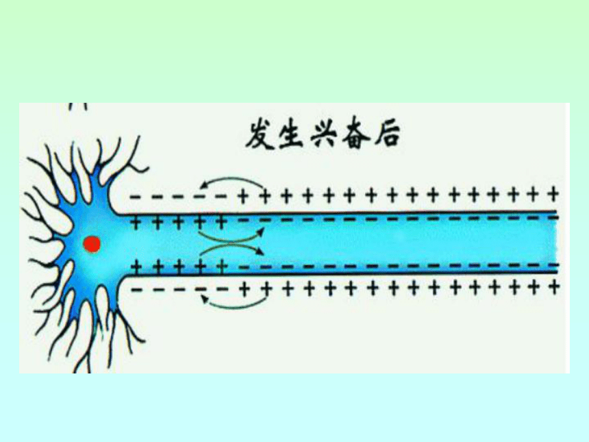 《人体的神经调节》教学课件1