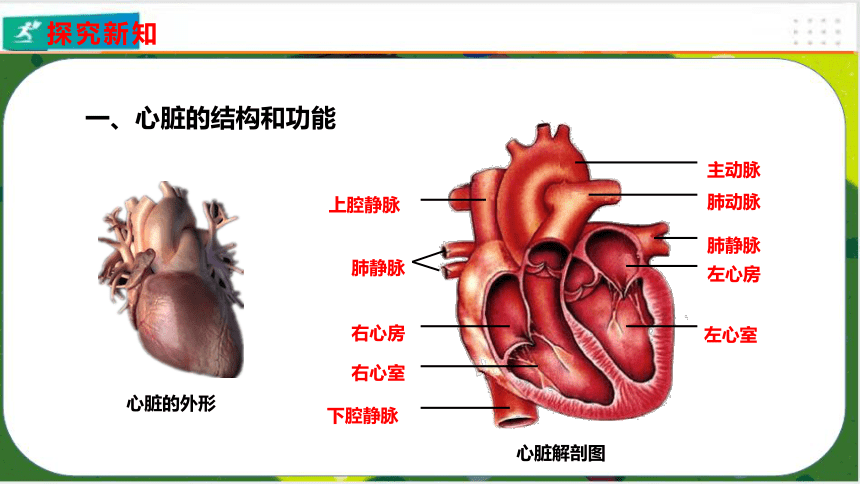 phpd.血管丙中的血液進入心臟時最先進入右心房c.