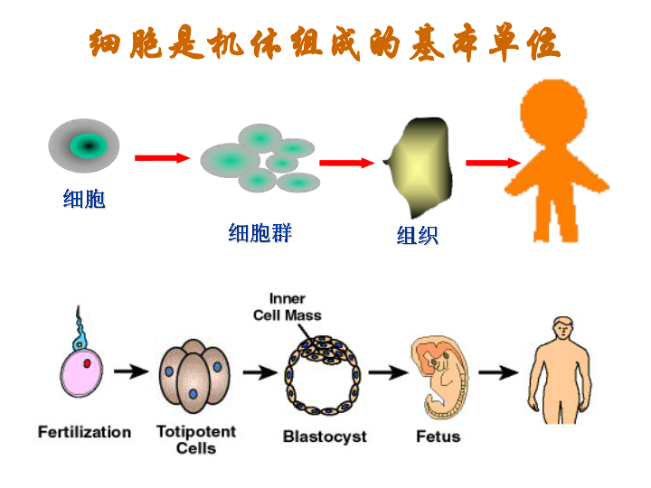苏教版高中生物选修3第3章第2节胚胎干细胞的研究及其应用  共34张PPT