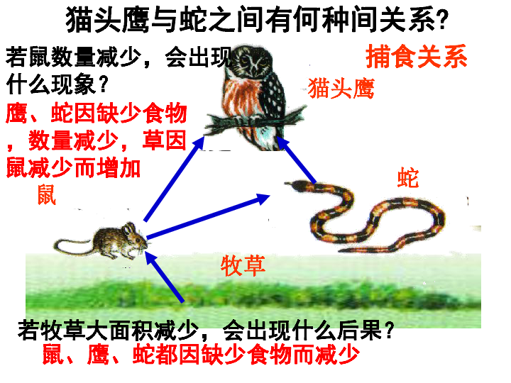牧草鼠蛇猫头鹰牧草鼠蛇猫头鹰最长的食物链是哪一条 牧草鼠蛇猫头鹰