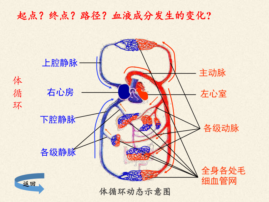 北師大版生物七年級下冊第9章第2節血液循環課件共21張ppt