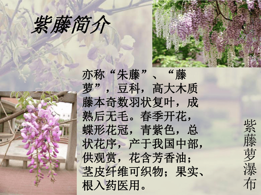 紫藤萝的花语和寓意图片