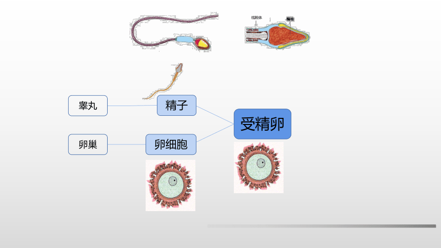 2020--2021学年人教版生物七年级下册  4.1.2人的生殖 课件 （24张PPT）