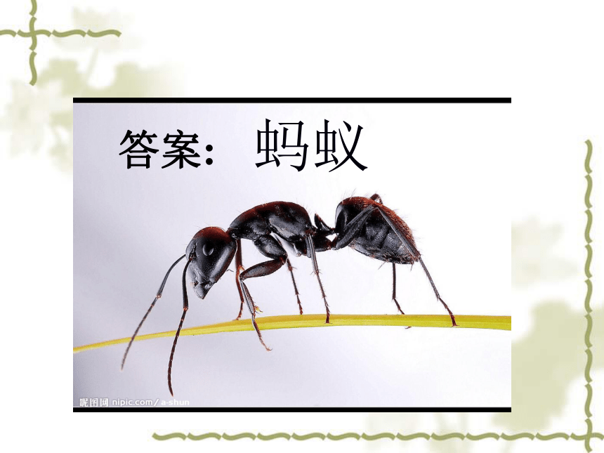 科学三年级上粤教粤科版1.3观察蚂蚁课件（29张）