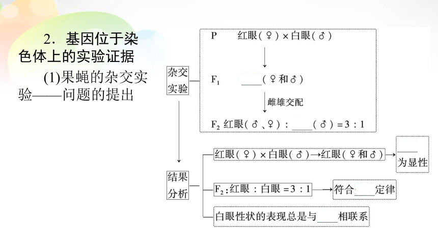 【备考2022一轮复习】必修2 第1单元 第3讲 基因在染色体上、伴性遗传（共95张PPT）